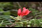 金毛杜鵑-花苞13.JPG