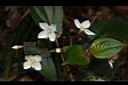 金石榴-花04.JPG