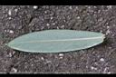 金絲桃-葉背.jpg