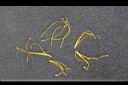 金絲桃-雄蕊.jpg