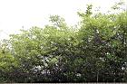 金邊黃槐0.jpg
