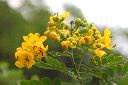 金邊黃槐-花04.jpg