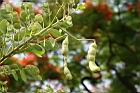 金邊黃槐-實1.jpg