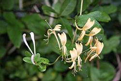 金銀花-花05.jpg