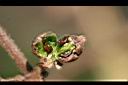 金銀花-種子00.jpg