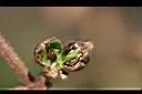 金銀花-種子01.jpg