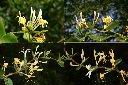 金銀花-花2.jpg