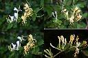 金銀花-花3.jpg