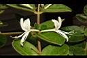 金銀花-銀花01.JPG