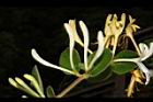 金銀花-花33.JPG