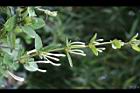 金銀花-花苞00.jpg