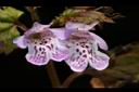 金錢薄荷-花06.JPG