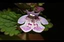 金錢薄荷-花07.JPG