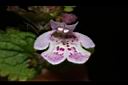 金錢薄荷-花11.JPG