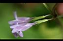 金錢薄荷-花萼00.jpg