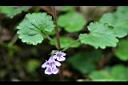 金錢薄荷09.jpg