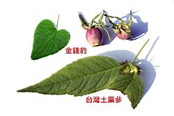 土黨參-葉-實01.JPG