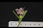 金錢豹-花76.JPG