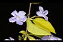 金露花-花00.JPG