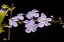 金露花-花04.JPG