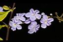 金露花-花06.JPG