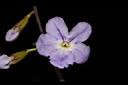 金露花-花09.JPG