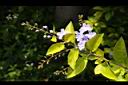 金露花-花序00.JPG
