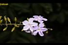 金露花-花01.JPG