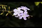 金露花-花02.JPG