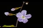 金露花-花03.JPG