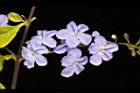 金露花-花05.JPG