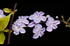金露花-花07.JPG