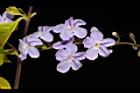 金露花-花08.JPG