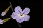 金露花-花11.JPG