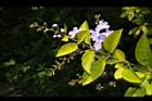 金露花-花序01.JPG