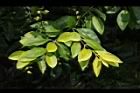 金露花-葉01.JPG