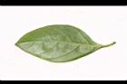 金露花-葉背01.JPG