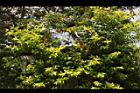 金露花09.JPG