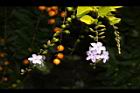 金露花26.JPG