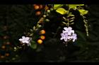 金露花27.JPG