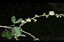 金龜樹-花08.JPG
