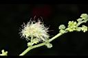 金龜樹-花26.JPG
