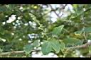 金龜樹-花苞02.JPG