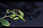 金龜樹-實37.JPG