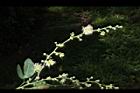 金龜樹-花00.JPG