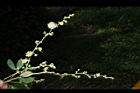 金龜樹-花02.JPG