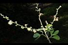 金龜樹-花04.JPG