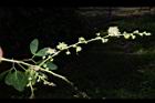 金龜樹-花05.JPG