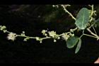 金龜樹-花06.JPG