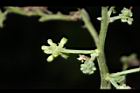 金龜樹-花11.JPG